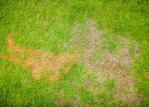 What Is the Purpose of Aerating & Overseeding?