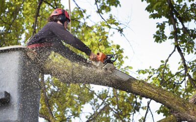 The ABCs of Safe Tree Removal